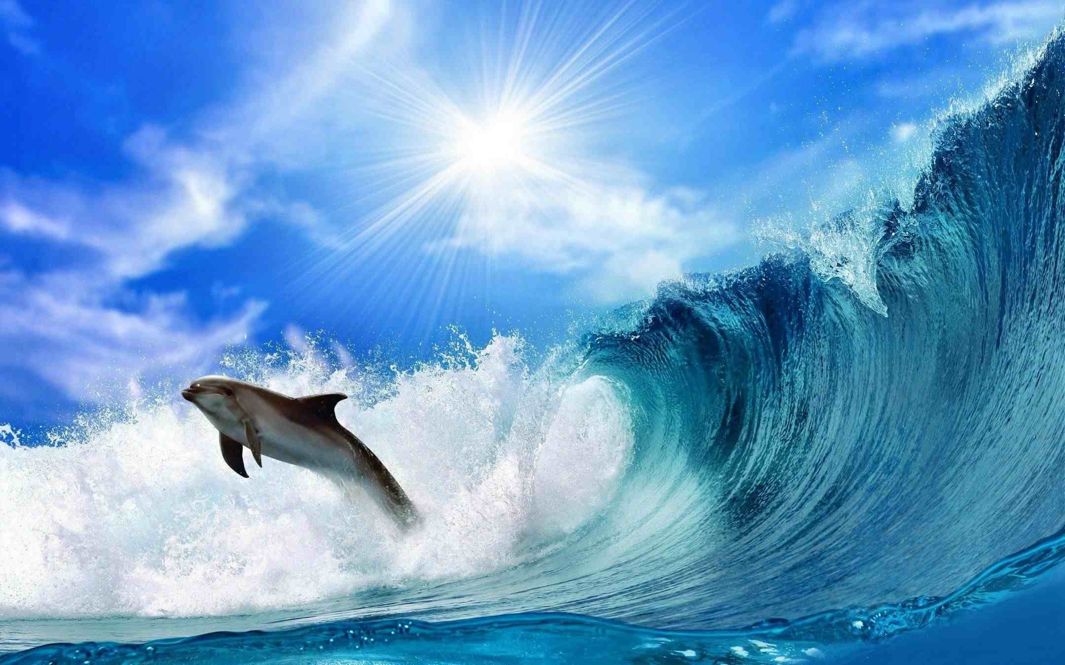 dolphins in goa